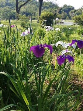 三溪園に投稿された画像（2021/6/16）