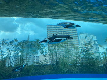サンシャイン水族館に投稿された画像（2021/6/17）