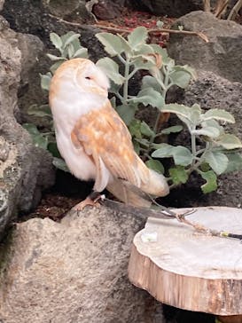 伊豆シャボテン動物公園に投稿された画像（2021/6/17）