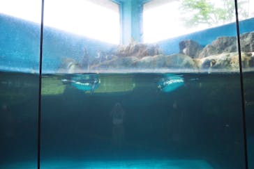 箱根園水族館に投稿された画像（2021/6/17）