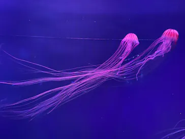 すみだ水族館に投稿された画像（2021/6/18）