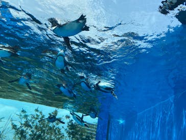 サンシャイン水族館に投稿された画像（2021/6/18）