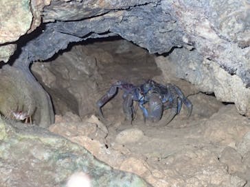 石垣島 ADVENTURE PiPi（イシガキジマアドベンチャーピピ）に投稿された画像（2021/6/18）