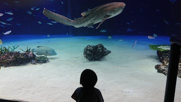 サンシャイン水族館に投稿された画像（2021/6/18）