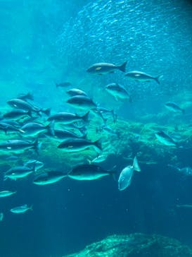 九十九島水族館海きららに投稿された画像（2021/6/19）