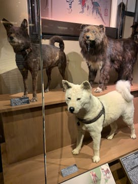 国立科学博物館に投稿された画像（2021/6/19）