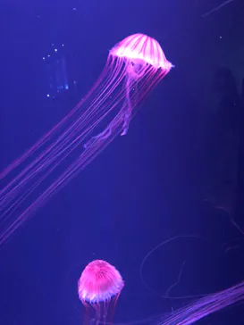 すみだ水族館に投稿された画像（2021/6/19）