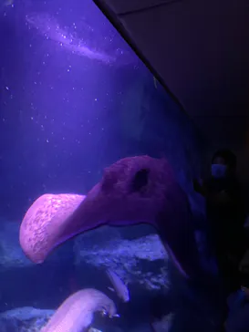 すみだ水族館に投稿された画像（2021/6/19）