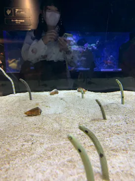 すみだ水族館に投稿された画像（2021/6/19）