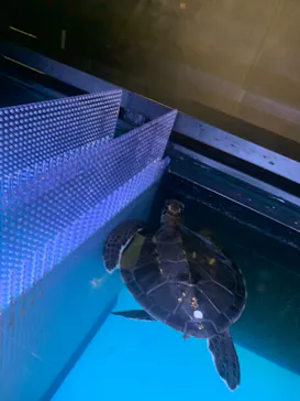 すみだ水族館に投稿された画像（2021/6/19）