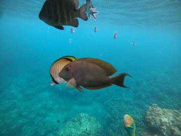 MalDive（モルダイブ）に投稿された画像（2021/6/19）