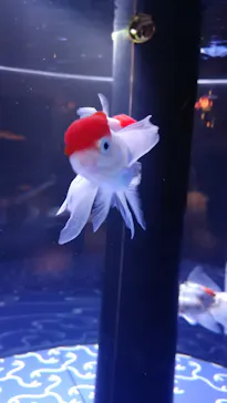 すみだ水族館に投稿された画像（2021/6/19）