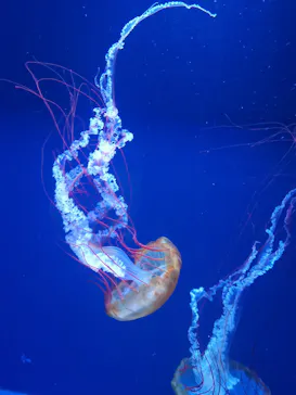 すみだ水族館に投稿された画像（2021/6/19）