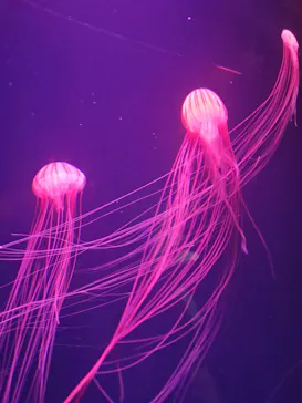 すみだ水族館に投稿された画像（2021/6/19）