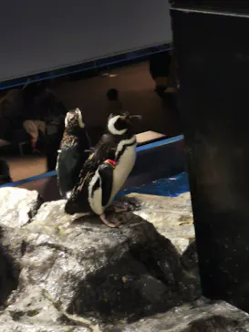 すみだ水族館に投稿された画像（2021/6/19）