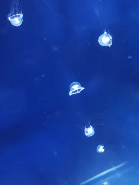 すみだ水族館に投稿された画像（2021/6/19）