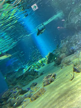 マクセル アクアパーク品川に投稿された画像（2021/6/19）