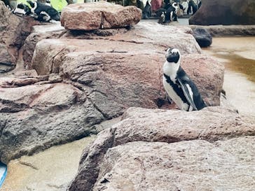 京都水族館に投稿された画像（2021/6/19）