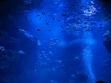 京都水族館に投稿された画像（2021/6/19）