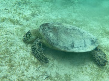 宮古島 ADVENTURE PiPi（ミヤコジマ アドベンチャー ピピ）に投稿された画像（2021/6/19）