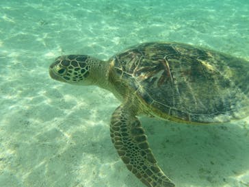 宮古島 ADVENTURE PiPi（ミヤコジマ アドベンチャー ピピ）に投稿された画像（2021/6/19）