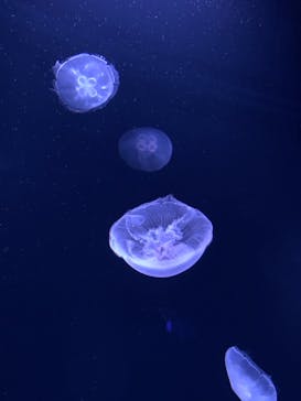 サンシャイン水族館に投稿された画像（2021/6/19）