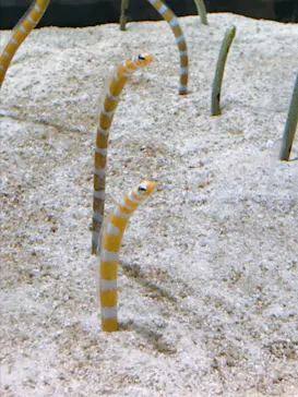 すみだ水族館に投稿された画像（2021/6/19）