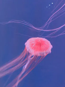 すみだ水族館に投稿された画像（2021/6/19）