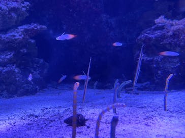 マクセル アクアパーク品川に投稿された画像（2021/6/19）