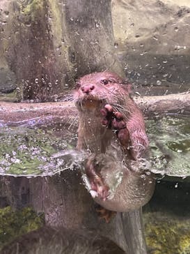 マクセル アクアパーク品川に投稿された画像（2021/6/19）