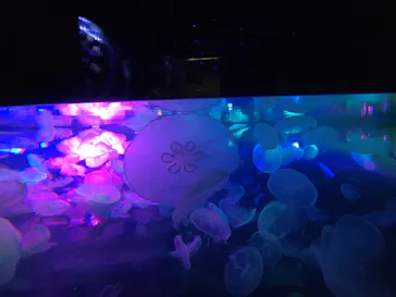 すみだ水族館に投稿された画像（2021/6/19）