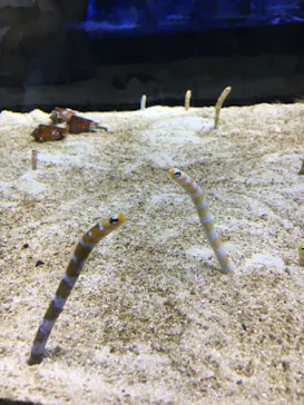 すみだ水族館に投稿された画像（2021/6/19）