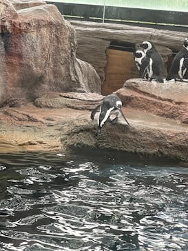 京都水族館に投稿された画像（2021/6/19）