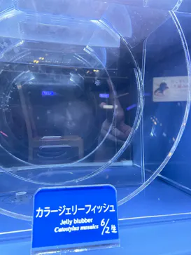すみだ水族館に投稿された画像（2021/6/19）