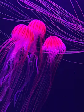 すみだ水族館に投稿された画像（2021/6/19）