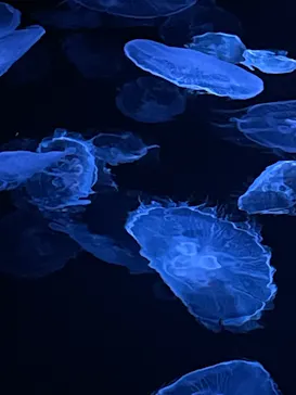 すみだ水族館に投稿された画像（2021/6/19）