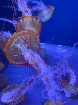 すみだ水族館に投稿された画像（2021/6/19）