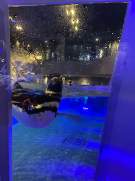 すみだ水族館に投稿された画像（2021/6/19）