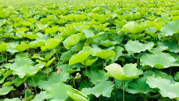 特別展「国宝　鳥獣戯画のすべて」に投稿された画像（2021/6/19）