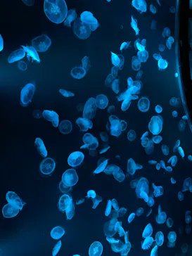 すみだ水族館に投稿された画像（2021/6/20）