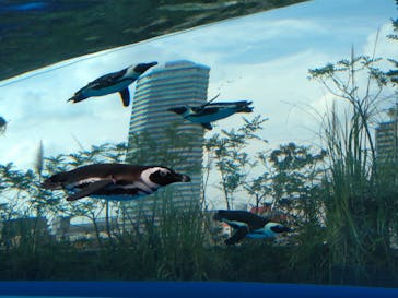 サンシャイン水族館に投稿された画像（2021/6/20）
