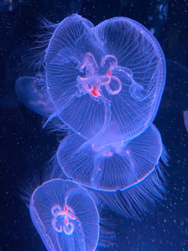 京都水族館に投稿された画像（2021/6/20）