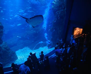 京都水族館に投稿された画像（2021/6/20）