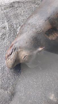 鳥羽水族館に投稿された画像（2021/6/20）