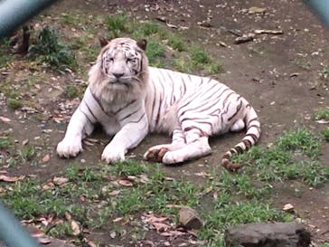 群馬サファリパークに投稿された画像（2021/6/20）