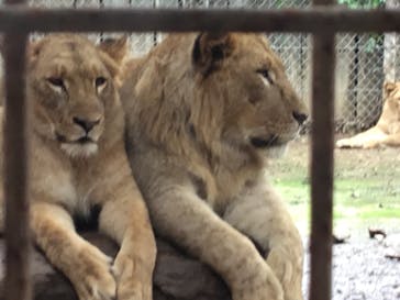 群馬サファリパークに投稿された画像（2021/6/20）