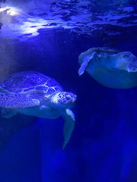 マクセル アクアパーク品川に投稿された画像（2021/6/20）