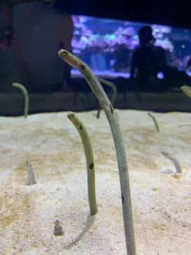 すみだ水族館に投稿された画像（2021/6/20）