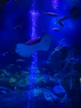 すみだ水族館に投稿された画像（2021/6/20）