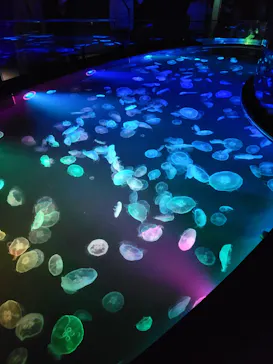 すみだ水族館に投稿された画像（2021/6/20）